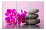 Obraz na plátně Orchideje a kameny