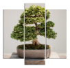 Obraz na plátně Bonsaj