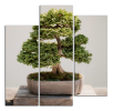 Obraz na plátně Bonsaj