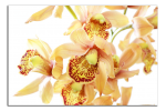 Obraz na plátně Orchideje
