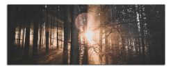 Obraz na plátně Slunce v lese