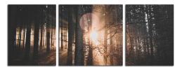 Obraz na plátně Slunce v lese