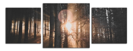 Obraz na plátně Slunce v lese