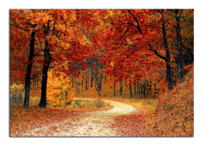 Cesta podzimním lesem