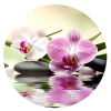Orchideje