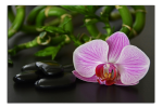 Obraz na plátně Orchidej a zen kameny