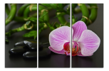 Obraz na plátně Orchidej a zen kameny