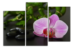 Obraz na plátně Orchidej a zen kameny