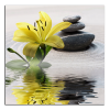 Obraz na plátně Lilie a kameny