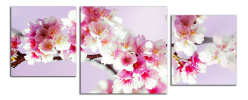 Obraz na plátně Květy 