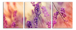 Obraz na plátně Levandule