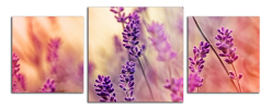 Obraz na plátně Levandule