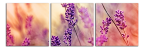 Obraz na plátně Levandule