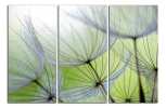 Obraz na plátně Pampelišky