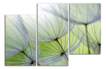 Obraz na plátně Pampelišky