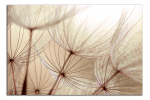 Obraz na plátně Pampelišky