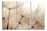 Obraz na plátně Pampelišky