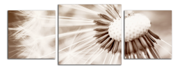 Obraz na plátně Pampeliška