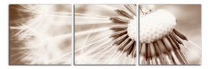 Obraz na plátně Pampeliška