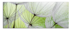 Obraz na plátně Pampelišky