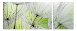 Obraz na plátně Pampelišky