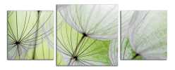 Obraz na plátně Pampelišky