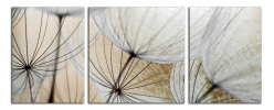 Obraz na plátně Pampelišky