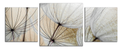 Obraz na plátně Pampelišky