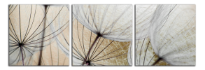 Obraz na plátně Pampelišky