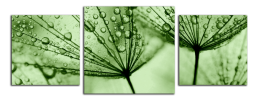 Obraz na plátně Zelené pampelišky