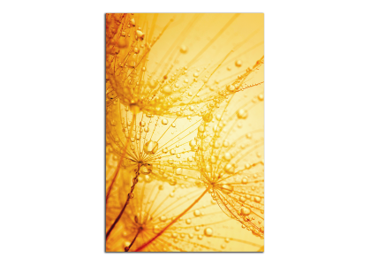 Kapky na pampelišce