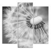 Obraz na plátně Pampeliška