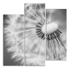 Obraz na plátně Pampeliška