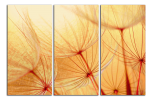Obraz na plátně Pampelišky