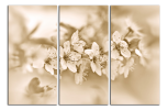 Obraz na plátně Hnědé květy