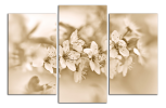 Obraz na plátně Hnědé květy