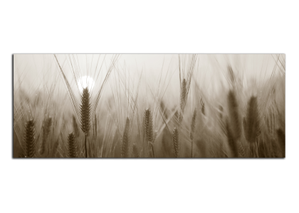 Západ slunce na poli