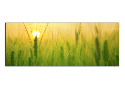 Západ slunce na poli