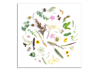 Květy a listy v kruhu