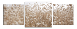 Obraz na plátně Béžová louka
