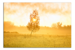 Obraz na plátně Strom na louce
