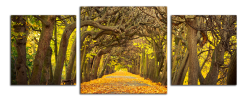 Obraz na plátně Alej