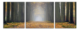 Obraz na plátně Cesta v lese