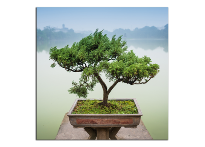 Bonsaj