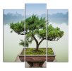 Obraz na plátně Bonsaj