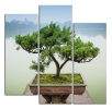 Obraz na plátně Bonsaj