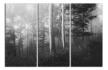 Obraz na plátně Les