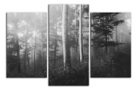 Obraz na plátně Les