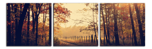 Obraz na plátně Lesní cesta
