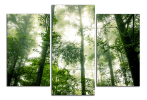 Obraz na plátně Zelený les